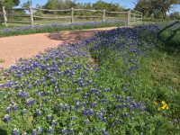 Fredericksburg Bluebonnets State Flower of Texas