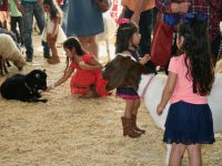 San Antonio Stock Show and Rodeo 2017